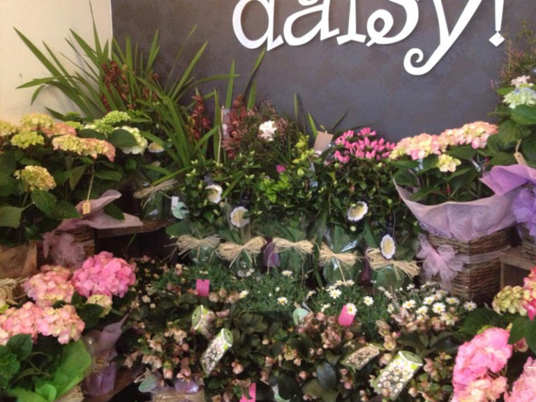 Oops a daisy GFG 4 768x576