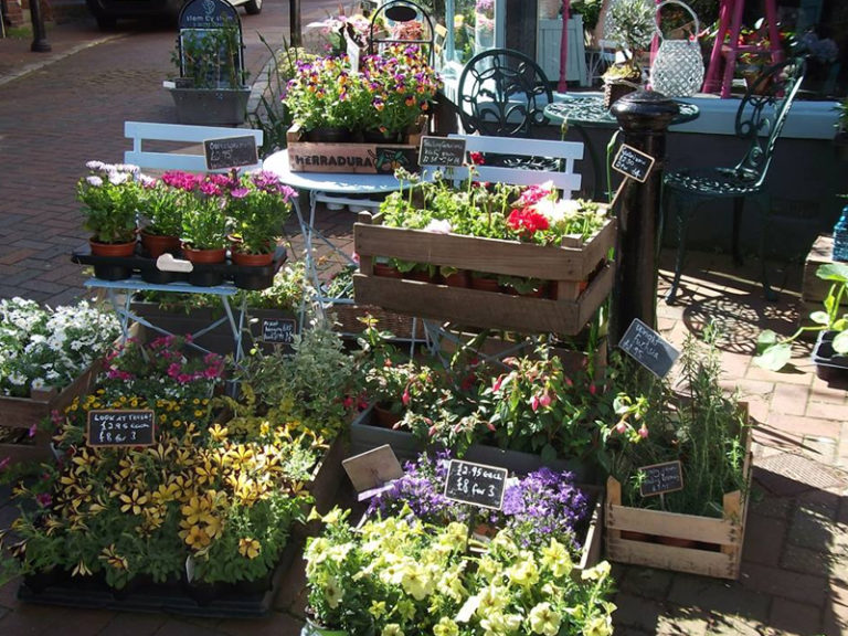 Stem by Stem GFG 1 768x576